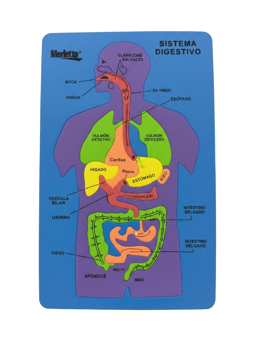 FOAMY EDUC SIST DIGESTIVO MERLETTO